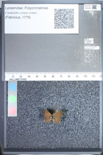 Media type: image;   Entomology 65962